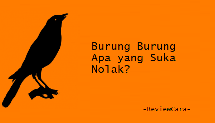Burung Burung Apa yang Suka Nolak?